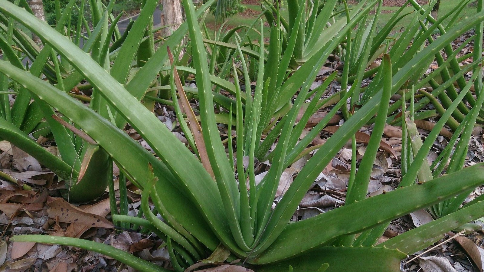 pouvoir aloe vera bienfaits naturels